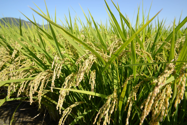 基因工程改造後的產氨細菌可以取代作物肥料