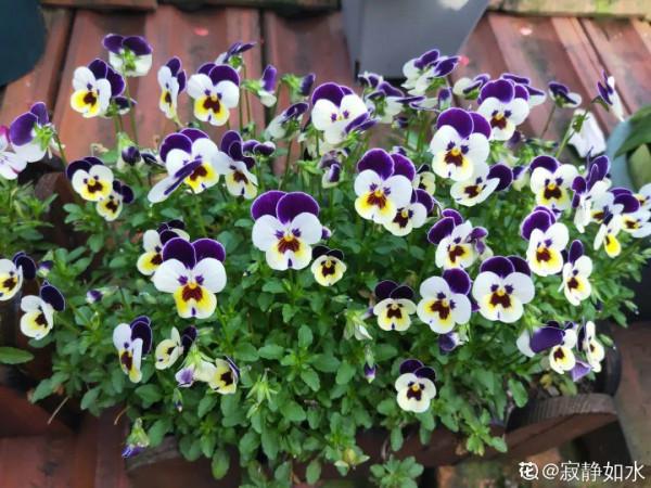 屋裡養盆“香水花”,活脫脫的“活香水”,滿屋香味還特別耐寒 屋裡養盆“香水花”,活脫脫的“活香水”,滿屋香味還特別耐寒