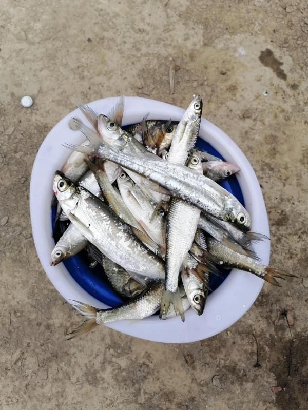 青山綠水，釣白條