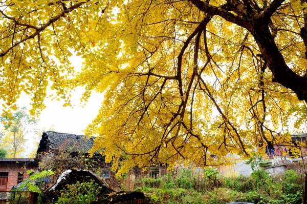 這裡才是銀杏的海洋，2021年廣西銀杏觀賞全攻略