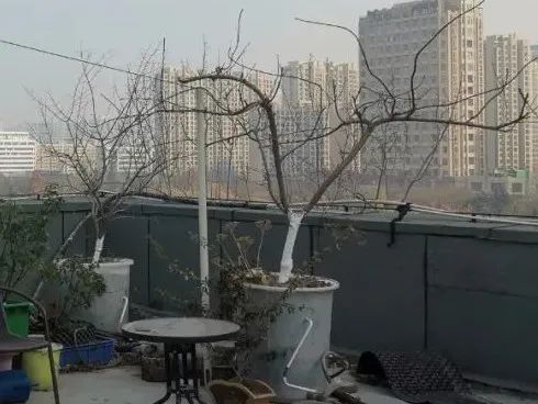 蜂糖李，北方樓頂值得種