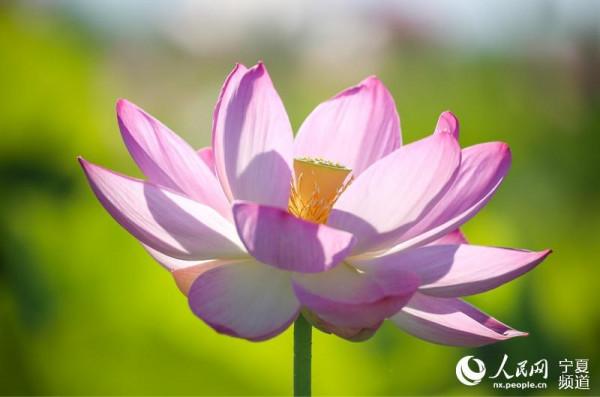 寧夏沙湖萬畝荷花競相開放