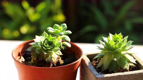 別緻的養花容器:枯木、塑膠瓶,處理到位顏值堪比藝術品 別緻的養花容器:枯木、塑膠瓶,處理到位顏值堪比藝術品