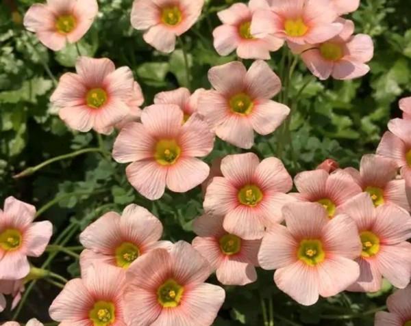 你是否也一樣,遇到漂亮的花花忍不住拍一拍 你是否也一樣,遇到漂亮的花花忍不住拍一拍