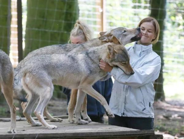 母狼難產，公狼冒死下山求獸醫相救，半年後，狼群報恩驚喜不斷