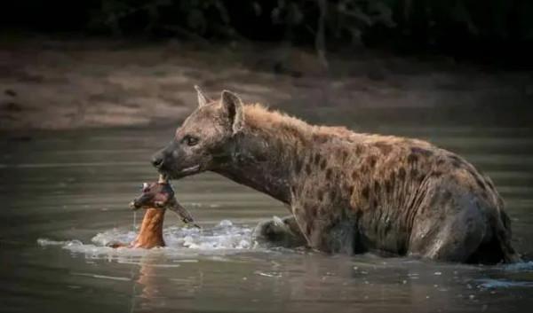 動物界難得一見的奇葩景象,太驚豔了,無比驚歎,讓人過目不忘 動物界難得一見的奇葩景象,太驚豔了,無比驚歎,讓人過目不忘