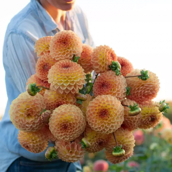 大麗花扦插方法，一盆變十盆，成活率100%