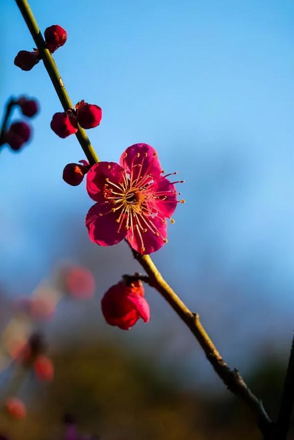 明日立冬，送你一組梅花圖，一首詩詞，願閤家團圓過暖冬