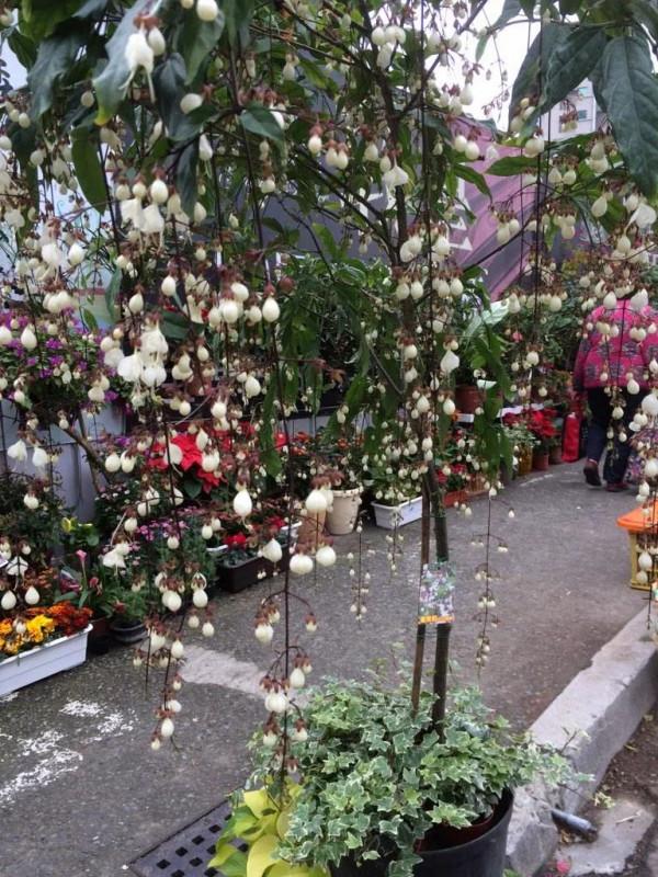 春節前後特別受歡迎的垂茉莉，別急著買，看看它適不適合你養