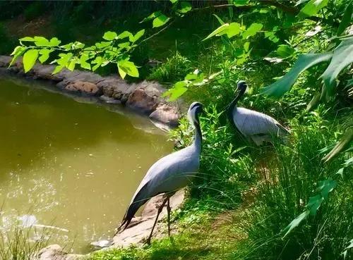 紫百合：哇！那隻小鳥會叫