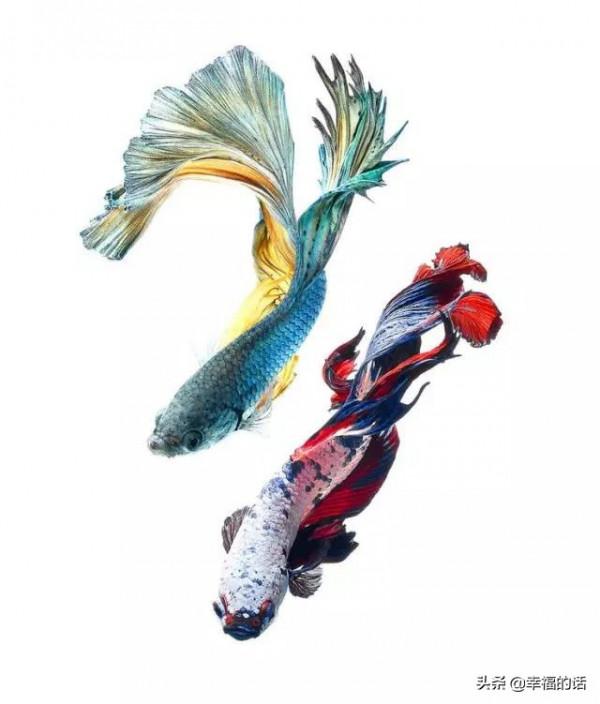 全世界最，最美的魚、最罕見的鳥，集齊了！大開眼界