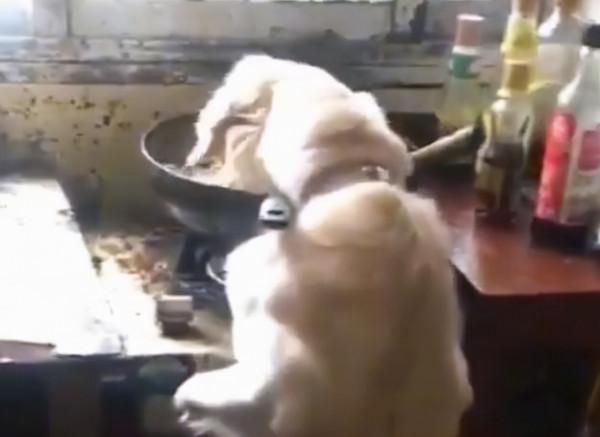 貴州一狗子趴主人鍋裡偷吃，吃完看看主人！網友：幫你嘗一下鹹淡