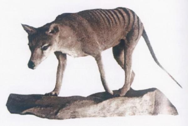 殖民時代，被人類滅絕的23種可愛的動物，如今只留下了最後的圖片