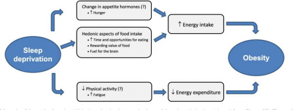 每天多睡1小時能減掉20斤？醫生科普了：不一定