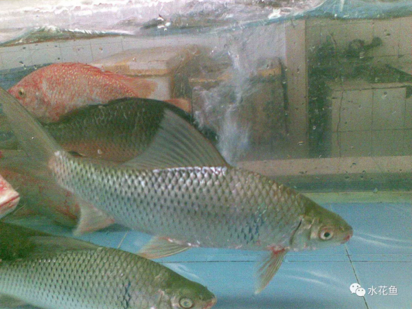 水生動物圖文欣賞(5)——四大主要食性魚類與五小類食性魚類 水生動物圖文欣賞(5)——四大主要食性魚類與五小類食性魚類