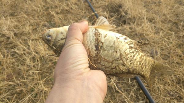節後首釣喜獲大板鯽，高興之餘有點遺憾