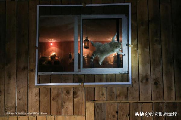 花落誰家？2021 年最有趣的野生動物照片揭秘