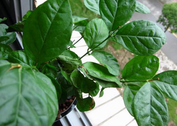 你過來，我告訴你秋冬季植物怎樣養護？