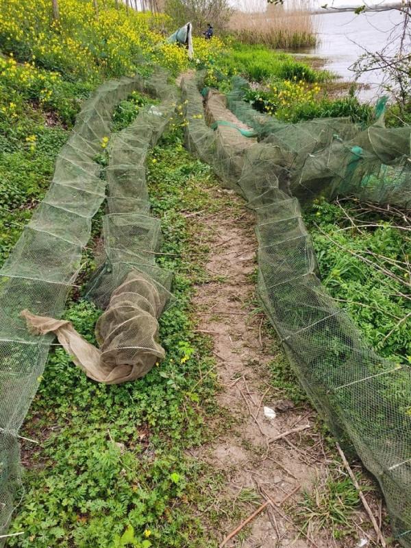 黃花錦簇白馬湖