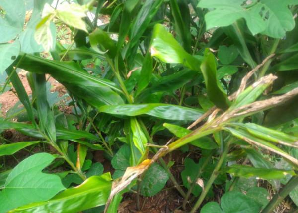 農村5種地下蔬菜，全程不長蟲不用打藥，種下去就有得吃的懶人菜