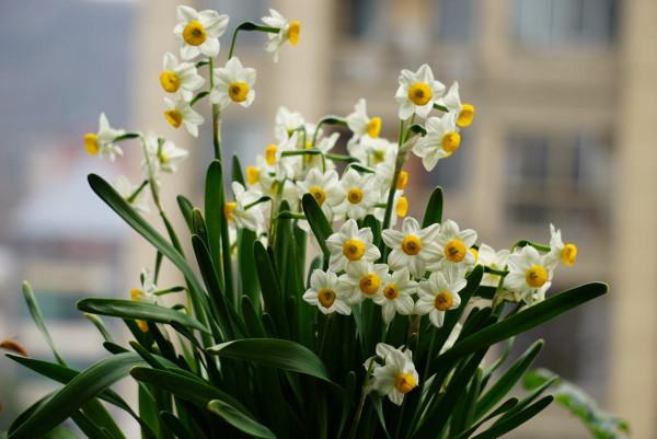 年宵花也有一次性，4種花開完了就趕緊扔，再養也是浪費時間