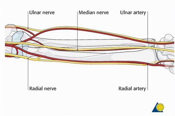 科學家又發現一個人體新的部位，事實證明：人類確實仍在進化