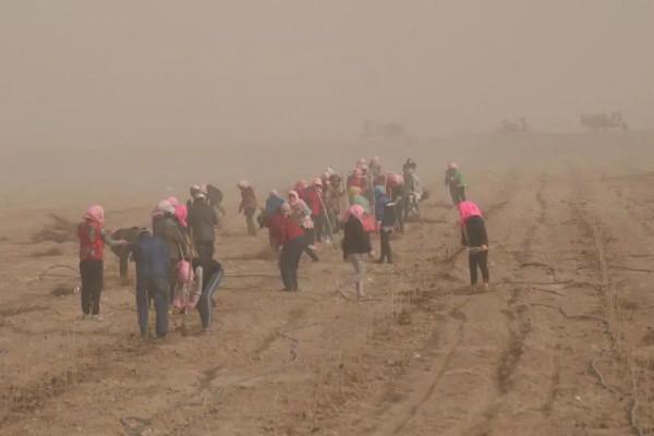 花三年時間拍攝種枸杞，他們用9353份影像記錄現實版“山海情”