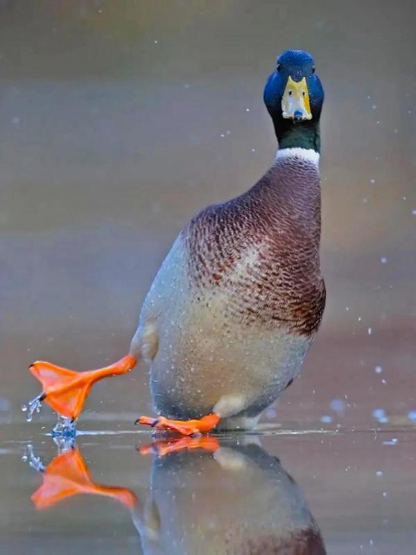 分享：抓拍動物精彩瞬間，驚豔絕倫，實為罕見
