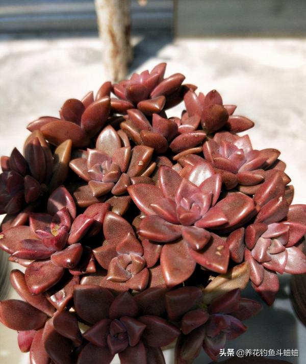 適合新手的多肉姬朧月,沒事掐一掐,新枝新芽一起長,輕鬆爆盆 適合新手的多肉姬朧月,沒事掐一掐,新枝新芽一起長,輕鬆爆盆