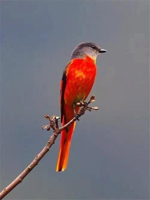 分享圖片：精美絕倫的鳥兒。顏色鮮豔，姿態優美，太招人喜歡了