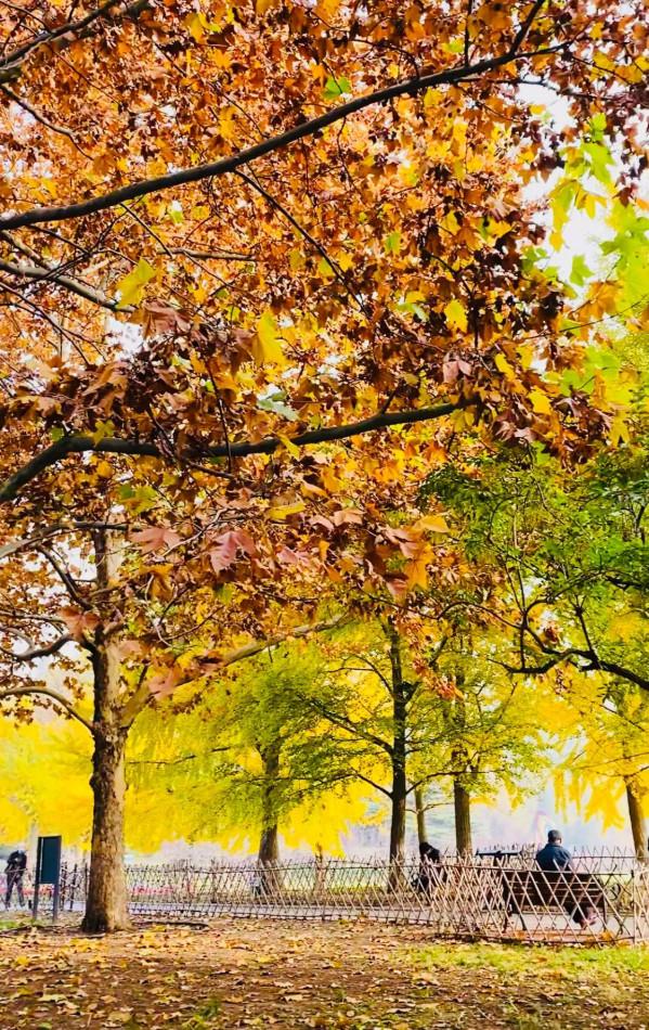 北京紅領巾公園秋色景美 北京紅領巾公園秋色景美