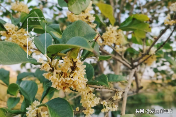 自制桂花蜜，水洗晾曬都不對，跟我這樣做，香味濃郁放多久都不壞