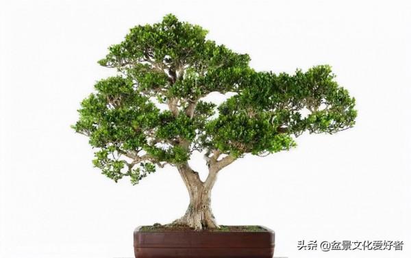 家有黃楊，世代棟樑！家裡栽黃楊，富貴又吉祥