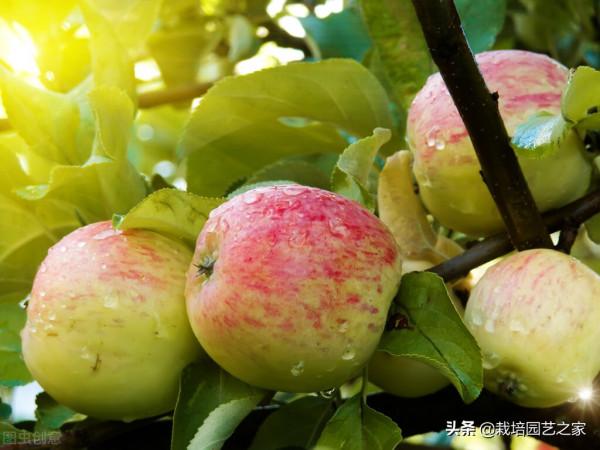 乾貨-果實轉色、增甜機理與特肥應用指導 乾貨-果實轉色、增甜機理與特肥應用指導