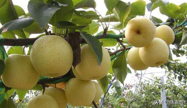 黃金梨哪裡產的好？