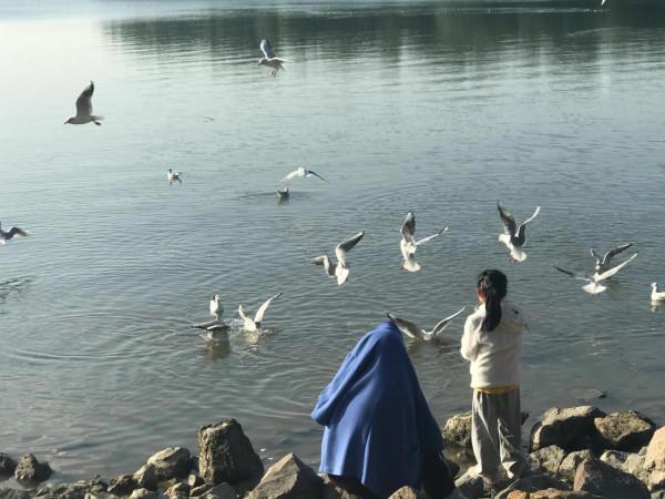 文明觀鳥不要投餵才是對鳥兒的保護