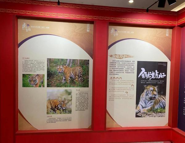 過新年 看新展 虎虎生福祝福您