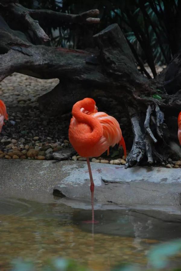 美麗優雅，自由瀟灑的火烈鳥，欣賞美圖