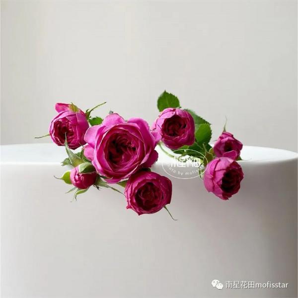 丁香泡泡多頭玫瑰 · 幾度春深豆蔻梢