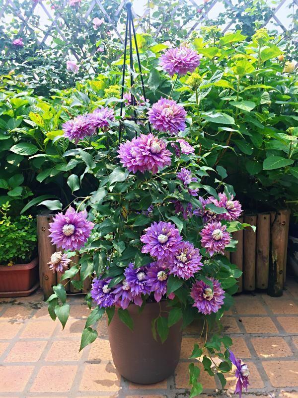 家裡有院子,建議養這5種花,高階的私家花園至少養一種 家裡有院子,建議養這5種花,高階的私家花園至少養一種