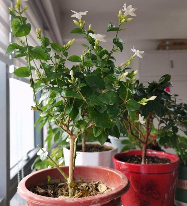 人養花三年，花養人一生！9種養人花，好吃又好看，還能吸收廢氣