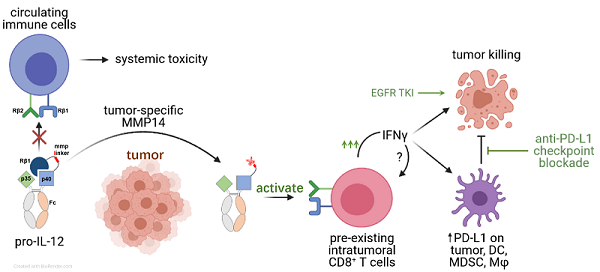 科學家開發出新一代高效、低毒的腫瘤特異性IL-12前體藥物 科學家開發出新一代高效、低毒的腫瘤特異性IL-12前體藥物