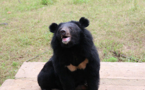 血戰黑瞎子溝:不費一炮一彈,消滅日軍討伐隊,這群黑熊是大功臣 血戰黑瞎子溝:不費一炮一彈,消滅日軍討伐隊,這群黑熊是大功臣