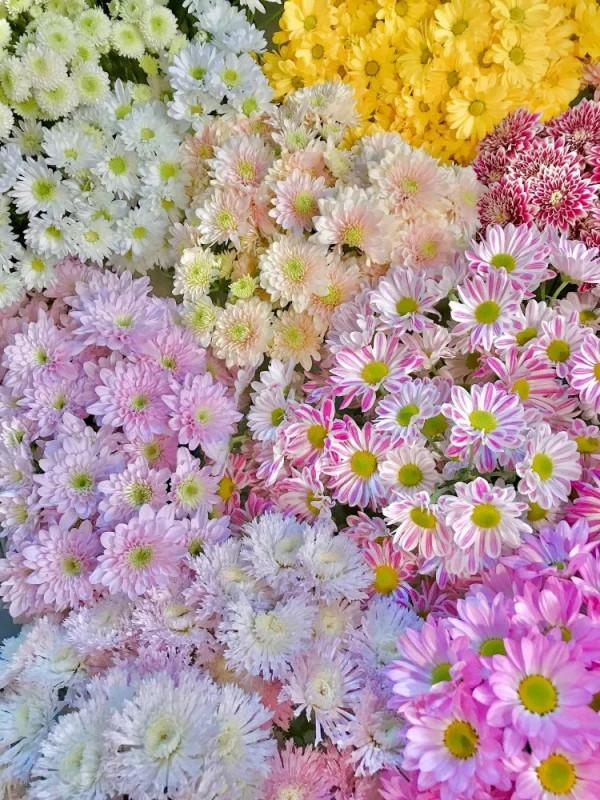 最推薦你買的花——小菊