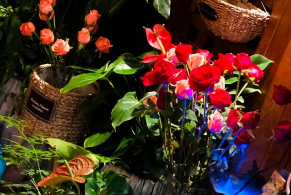 新買的植株不開花?3個細節要做對,快來學習一下 新買的植株不開花?3個細節要做對,快來學習一下