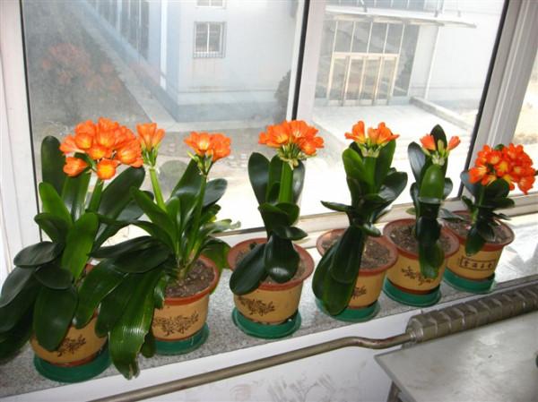 適合窮養的“5種花”，用小盆，少管一些更利於生長和開花