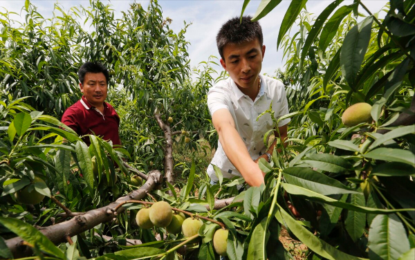 江蘇大叔發明出&quot;懶人種桃法&quot;，種出一斤半&quot;桃王&quot;，一個桃達125元