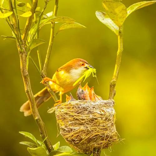 不同種類的“鳥媽媽”有一樣的愛