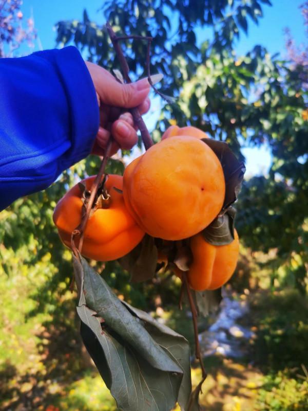 再到神星鎮柿子溝 再到神星鎮柿子溝