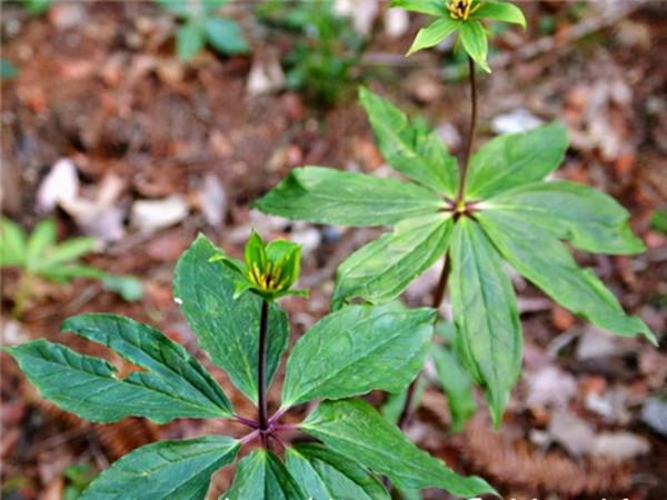 名中醫用三味中藥，消瘤抗癌，不妨瞭解